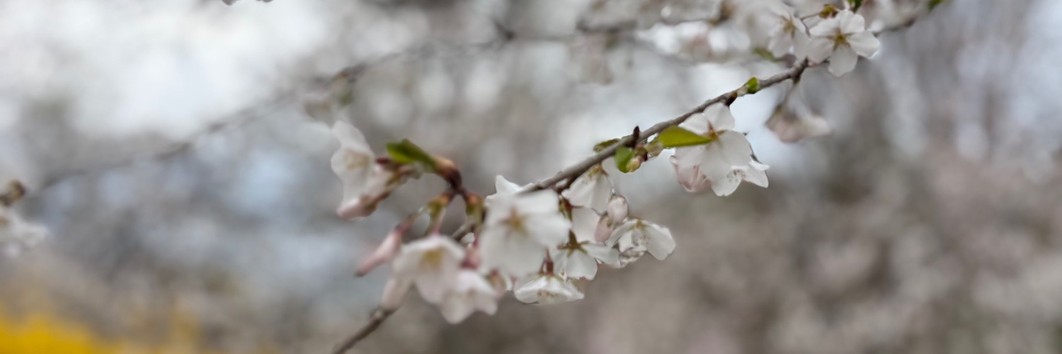 Courtney Cooperman banner