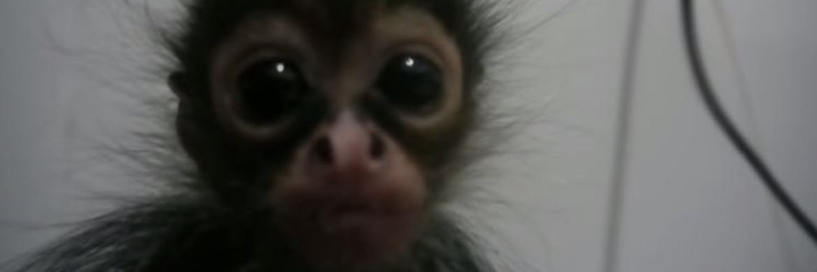 Deniz Basurita banner