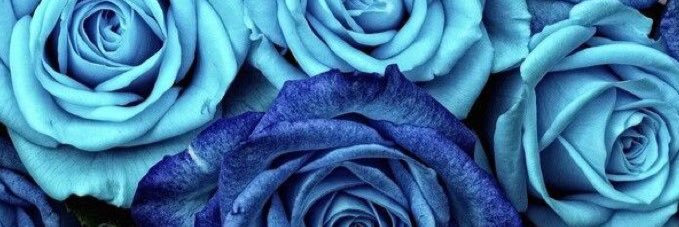 nats_rose's profile banner image