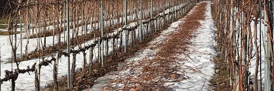 Vignerons Ind Québec banner