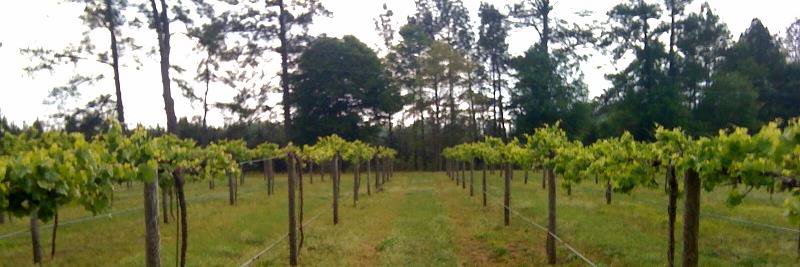 CBVWine's profile banner image