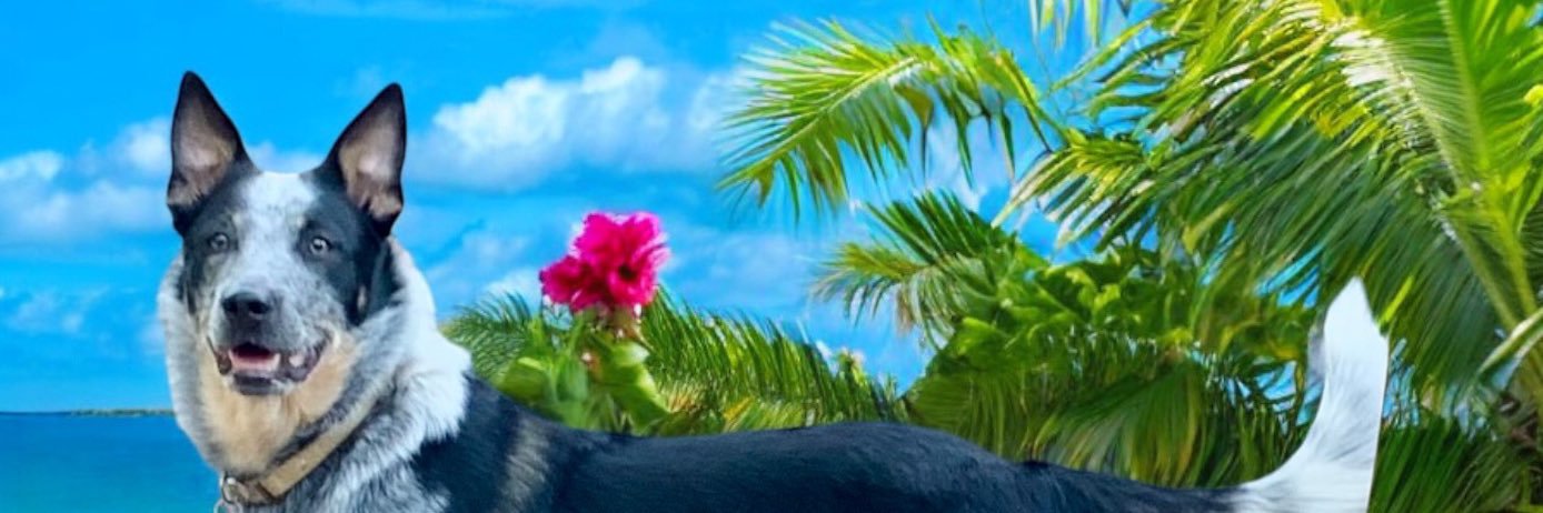 YorkieMom_3's profile banner image