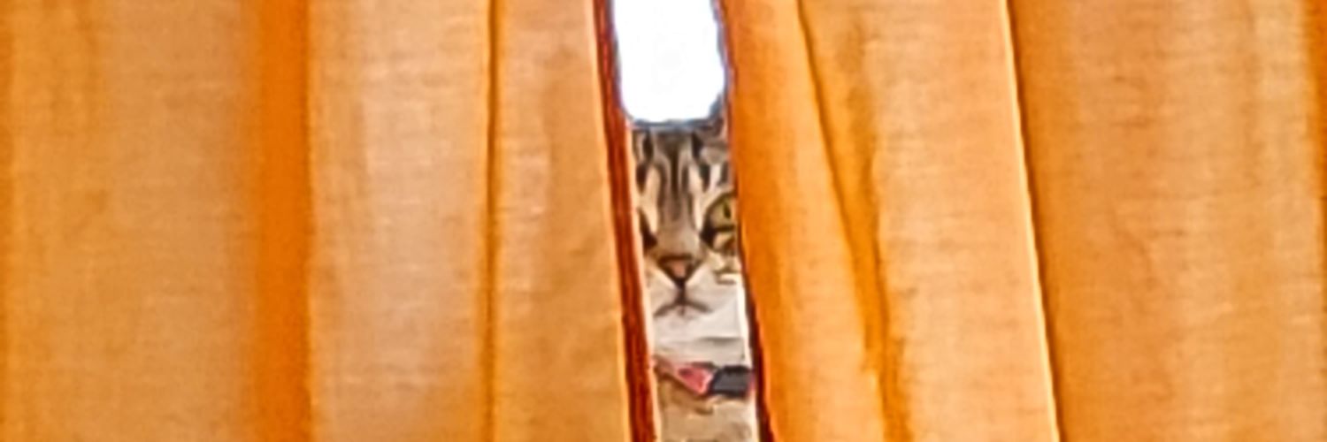 catsovercats's profile banner image