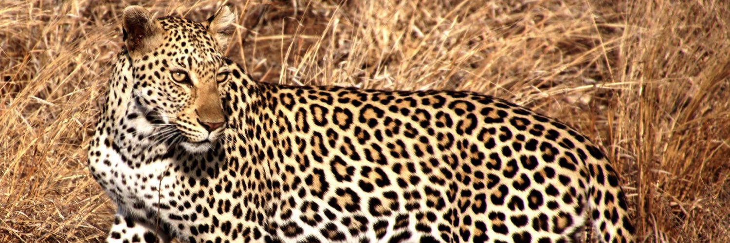 Lion Ambassador banner