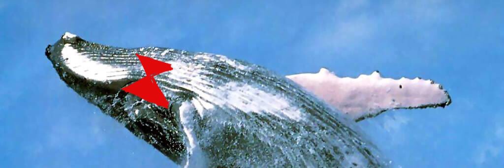 whaleFAX's profile banner image
