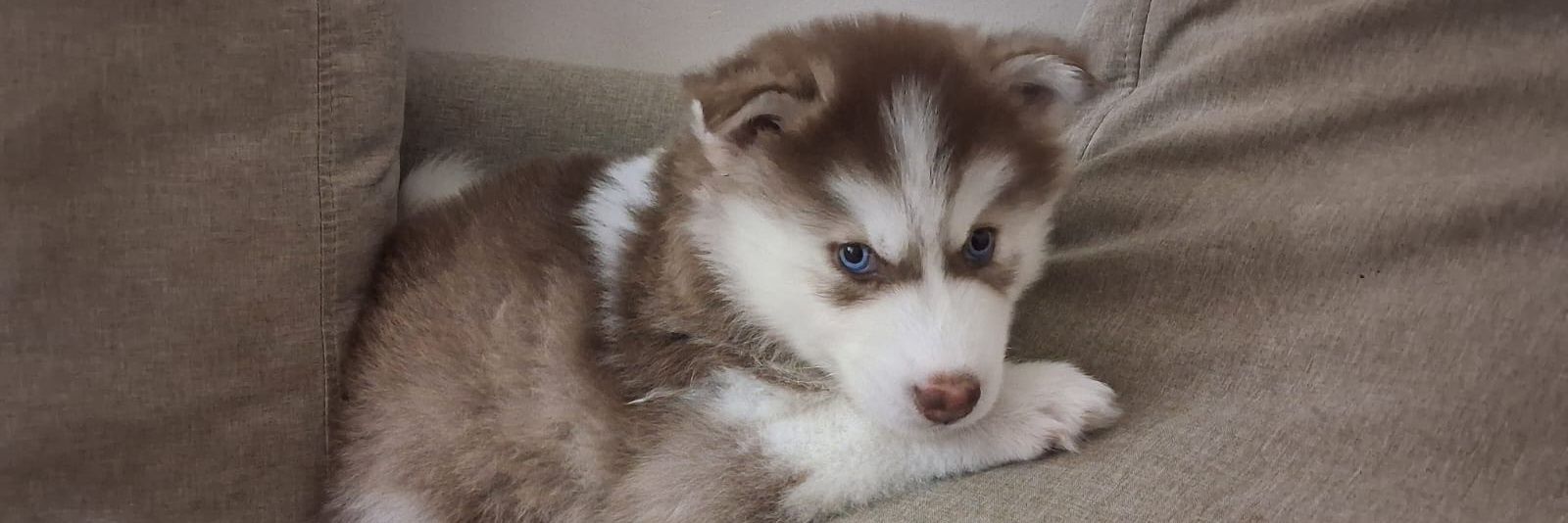 ∆®\/!(\)D.£ banner