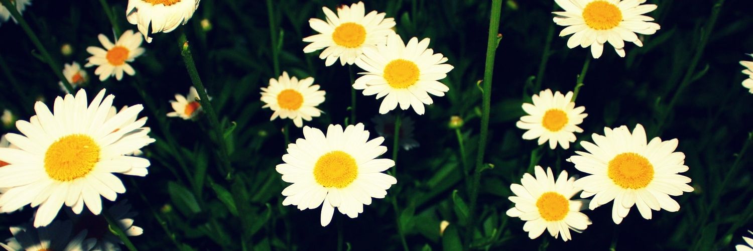 Torri_16's profile banner image