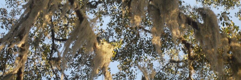 Manuela Escudero banner