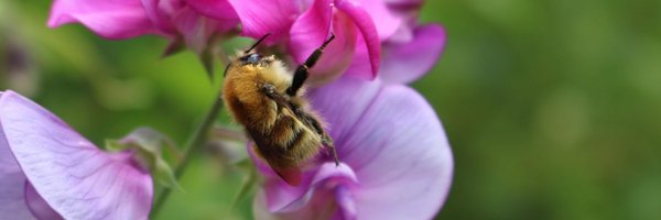 harrysiviter Profile Banner