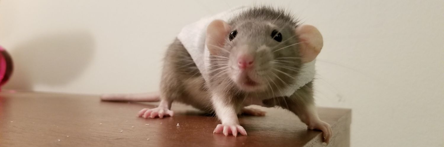 cierrasterling's profile banner image