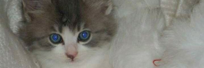 gurcansolak's profile banner image