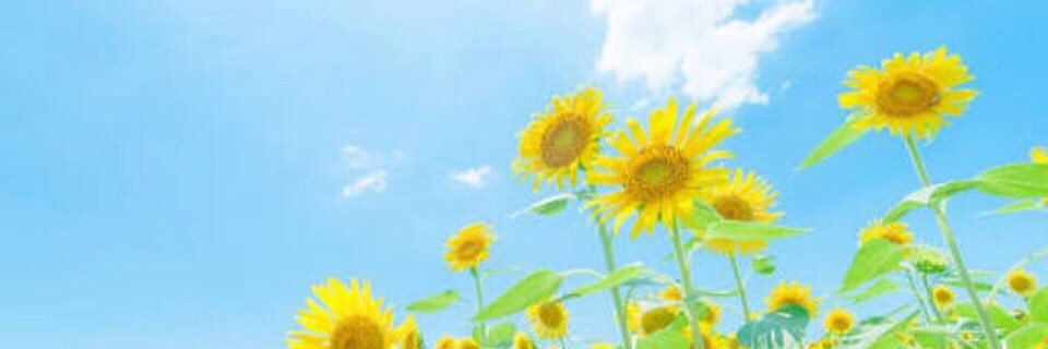 tag_f_ryu's profile banner image
