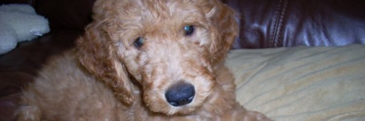 molly1_ackerman's profile banner image