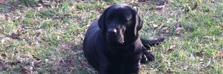 TTurentine's profile banner image