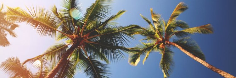 Stephanie_Borst's profile banner image