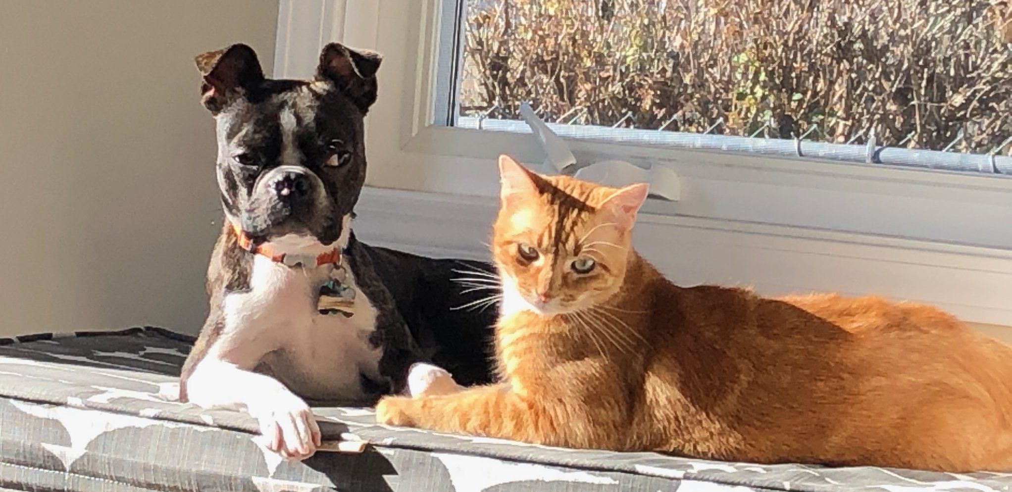 Andrea Rediger banner