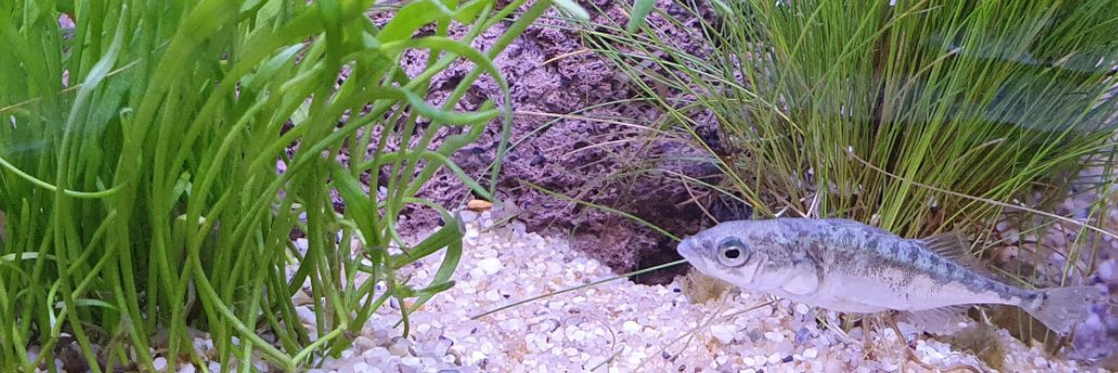 Costanza Zanghí banner