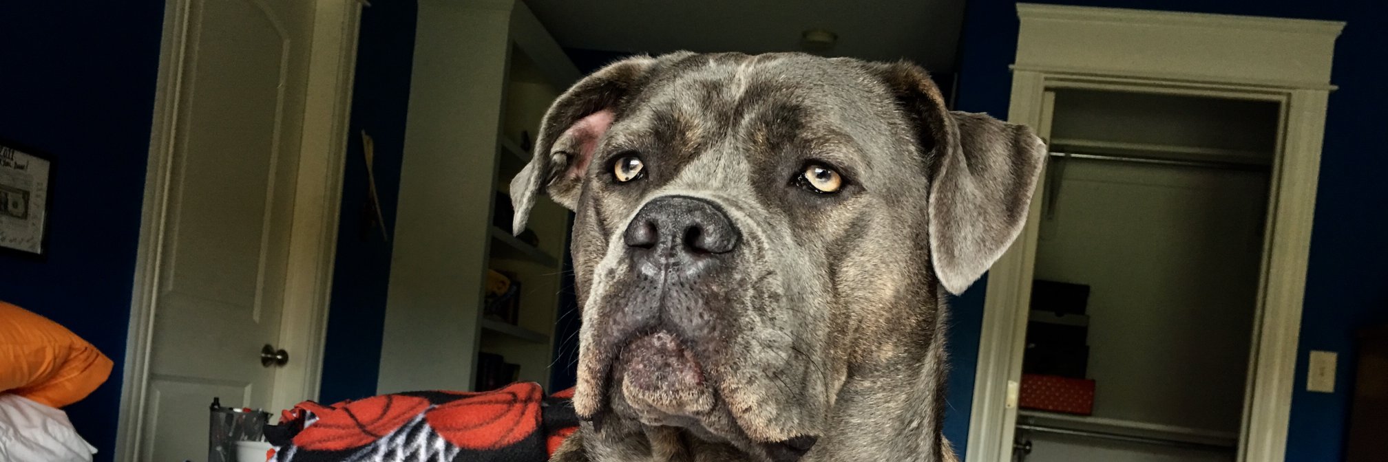 Sam_OG_Hore's profile banner image