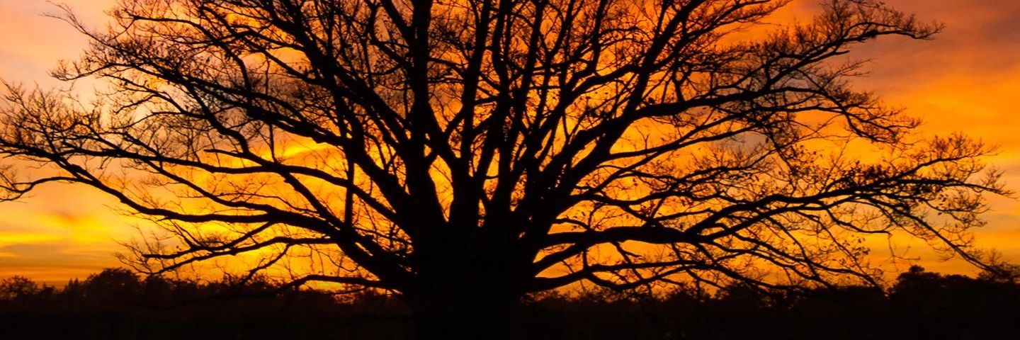 Tami_Echeverria's profile banner image