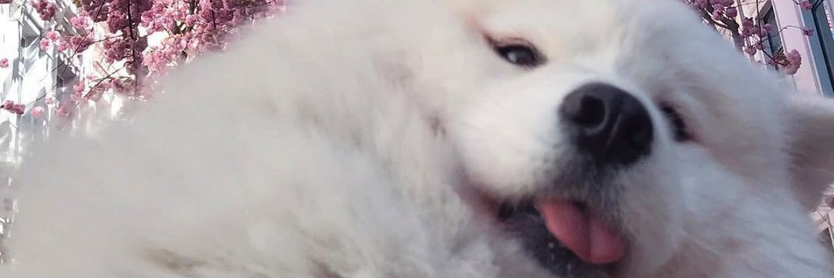 AprilDymowski's profile banner image