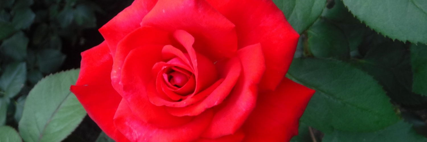 dmichaudsmith's profile banner image