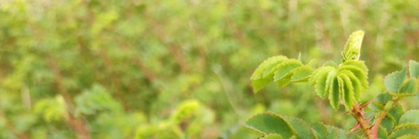 samhfarrell Profile Banner