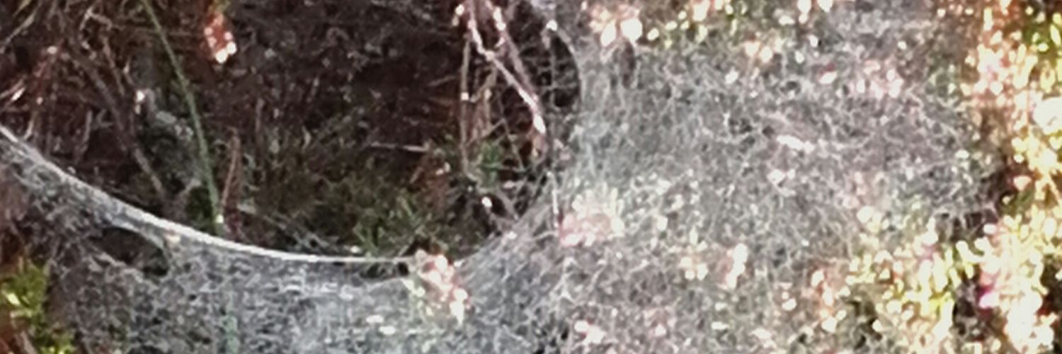 FrongFrack's profile banner image