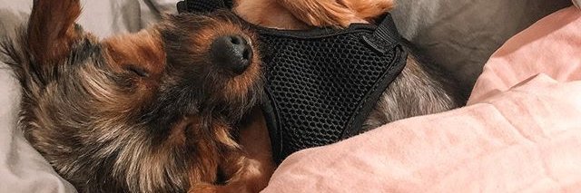 TenleysMomma's profile banner image