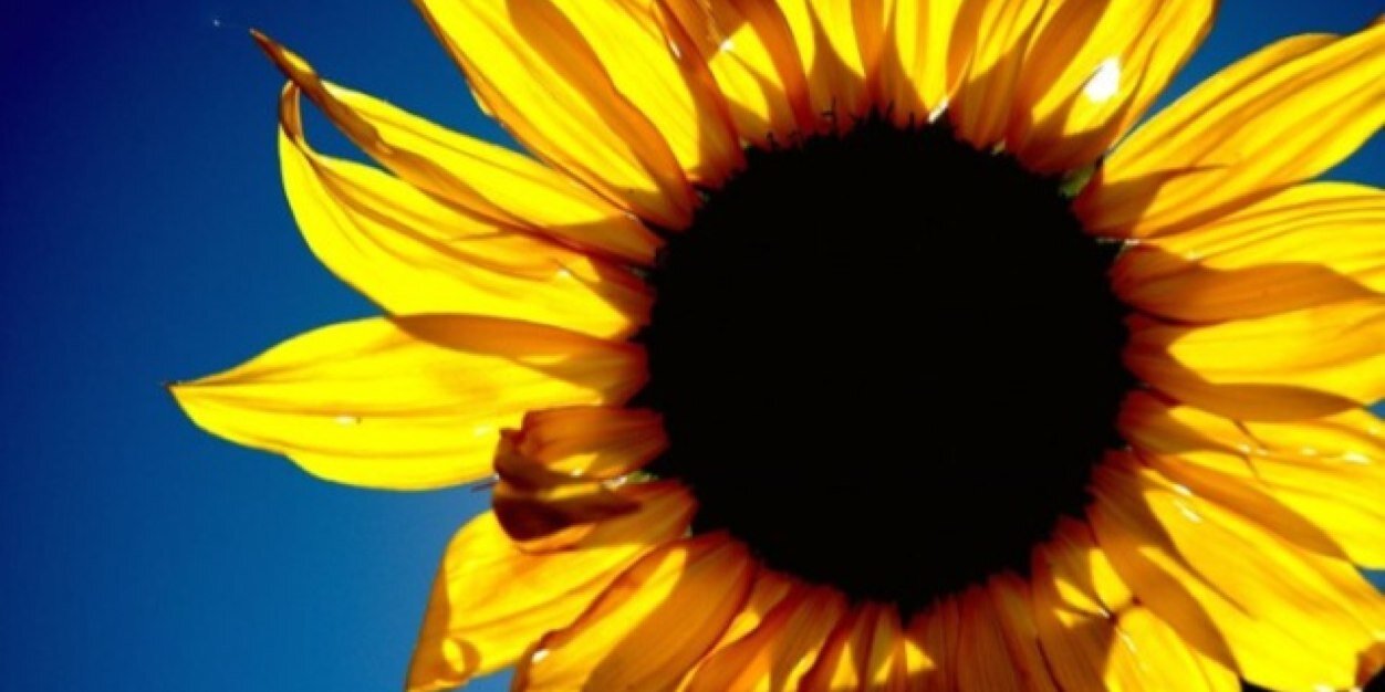 Mary Bixler banner