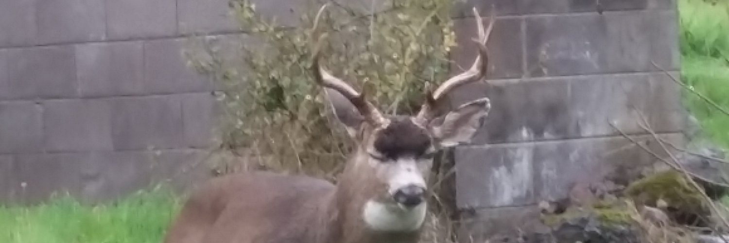 Eric M. Witchey banner