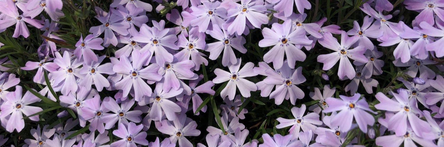 morgmccloy's profile banner image