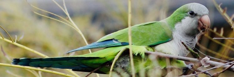 imacangel banner