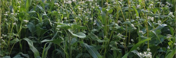 SarahSingla Profile Banner