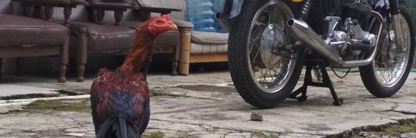 pampimpam Profile Banner