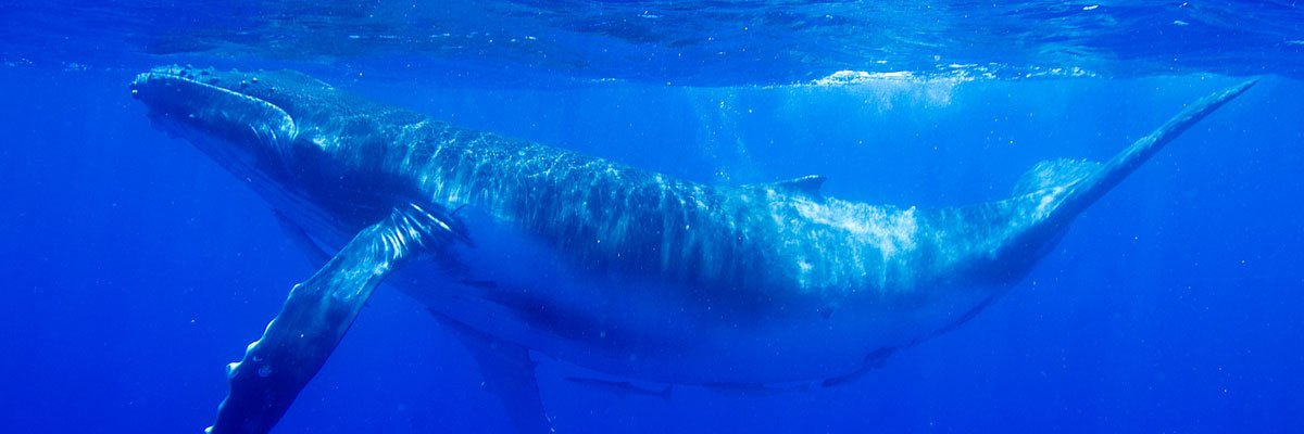 AlterEgoDeAlguien banner