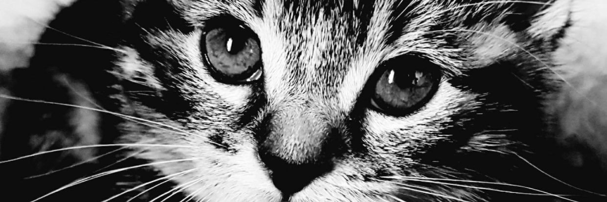 JustLexiiiiii's profile banner image