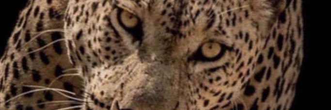 ابراهيم بن سعيد banner