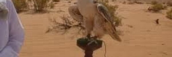 hamdalshamri Profile Banner