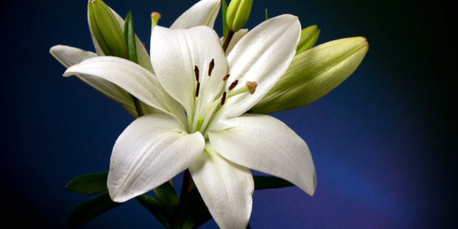 OPetibelO's profile banner image