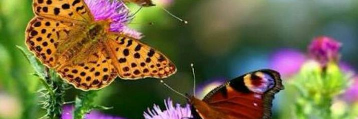 elida_lagos's profile banner image