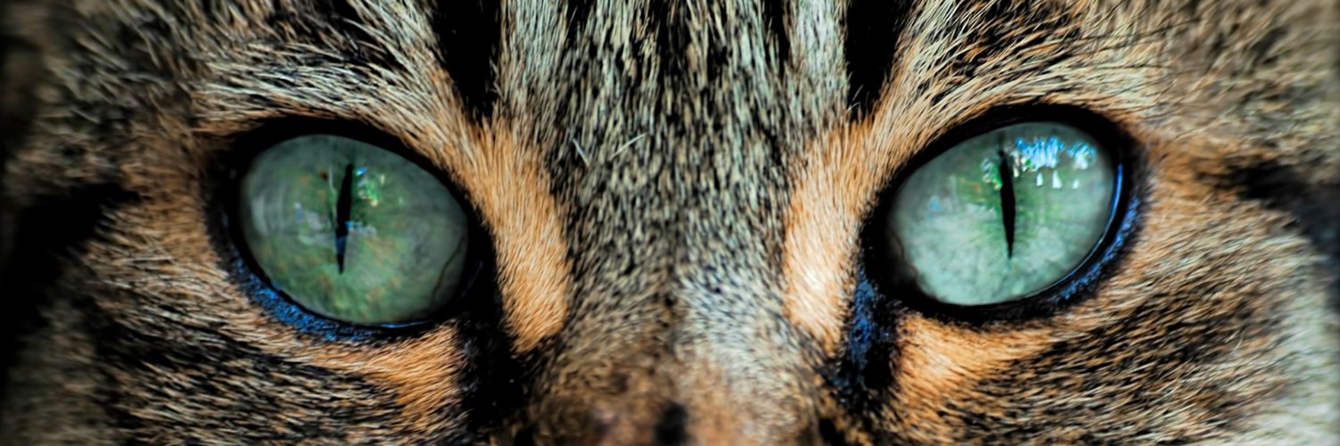 catpresso1's profile banner image