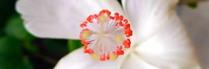 Shr_Dixit's profile banner image