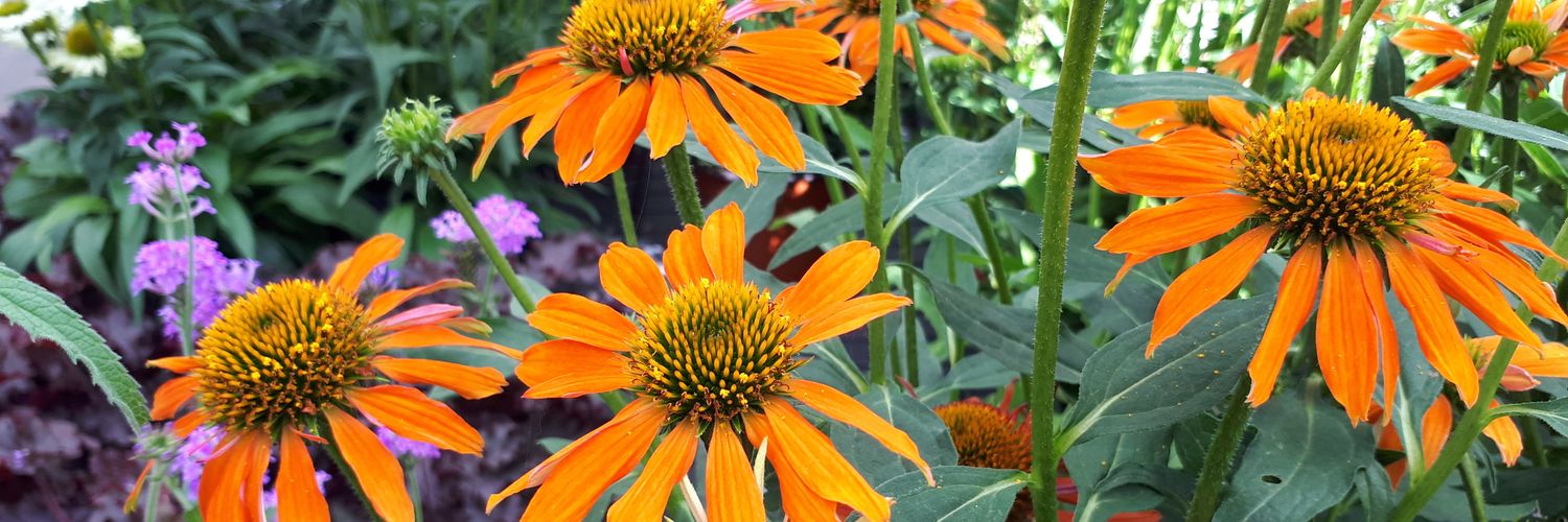 Intratuin Numansdorp banner