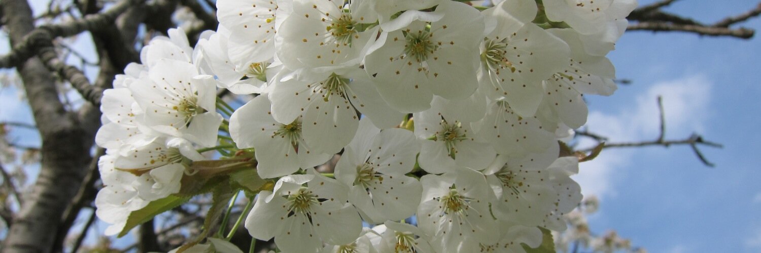 Samantha Sherratt 💙 banner