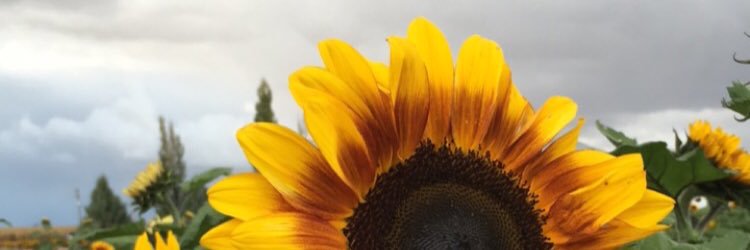 kamstich27's profile banner image