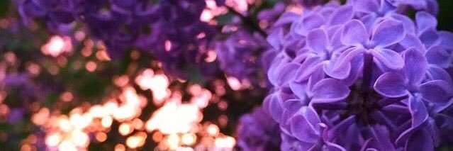 Assisi_Wear's profile banner image