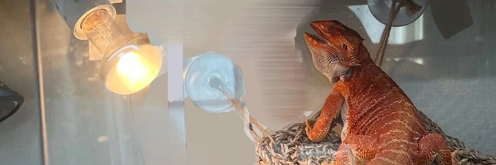ume_umeo's profile banner image