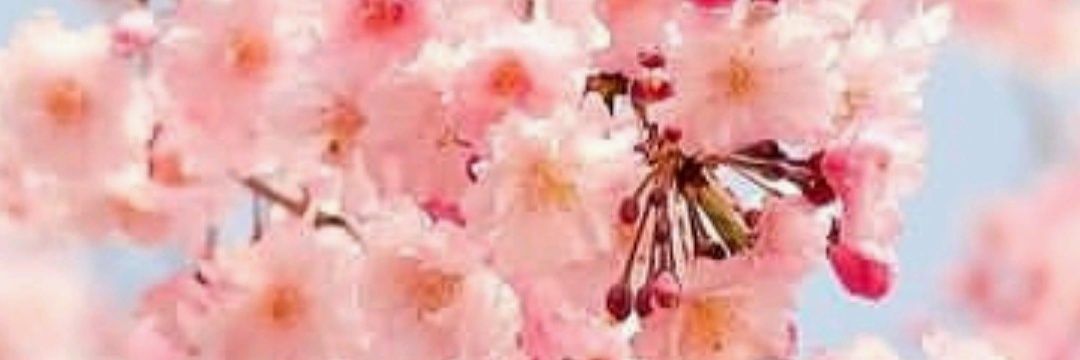 IreneIsach's profile banner image