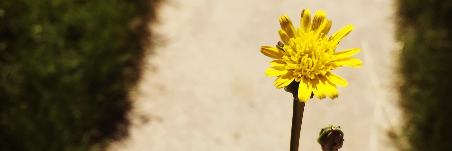 wiseflowertitss's profile banner image
