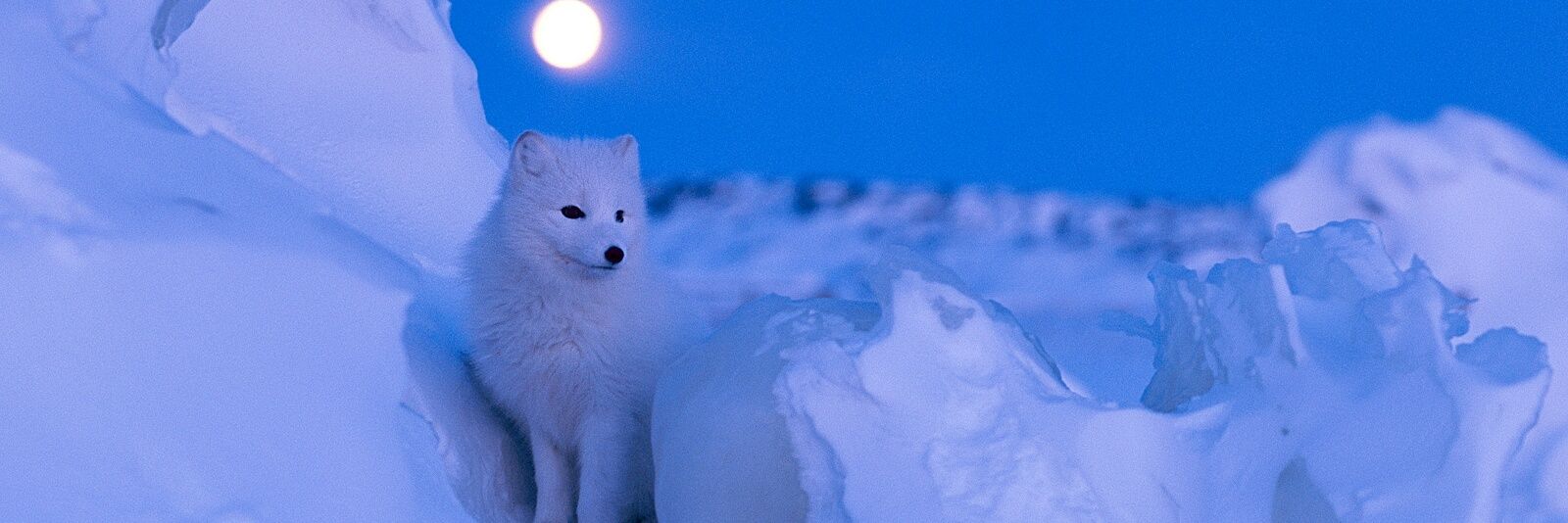 The_White__Fox's profile banner image